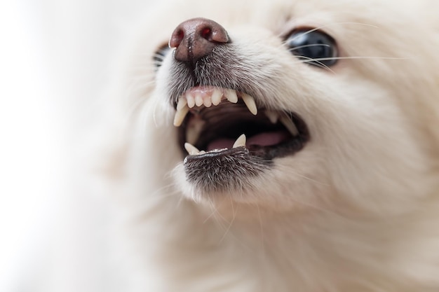 White Pomeranian showing teeth