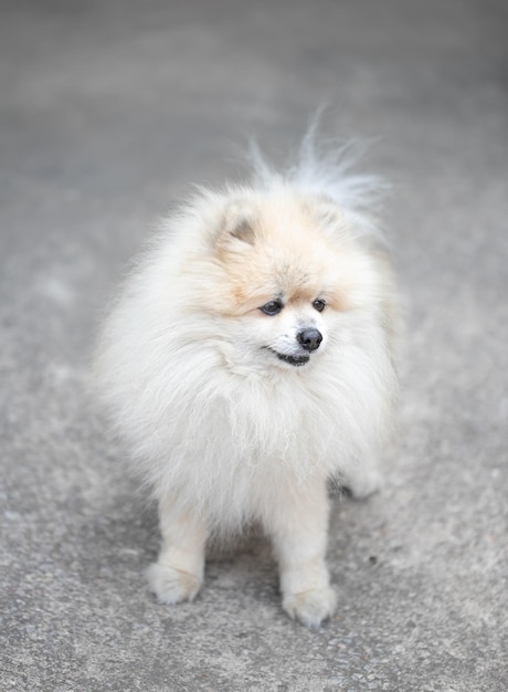 White pomeranian spitz dog sitting