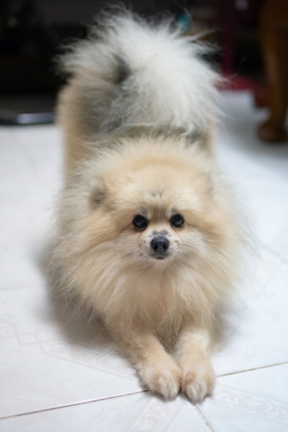 White pomeranian