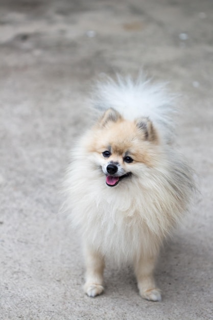 White Pomeranian