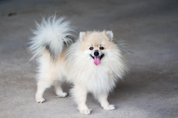 White Pomeranian