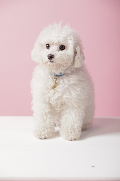 Photo white poodle sitting with a pink wall