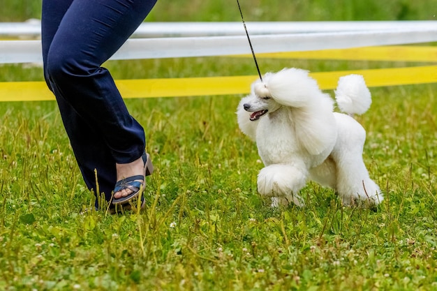 White poodle on a walk in the park near the woman