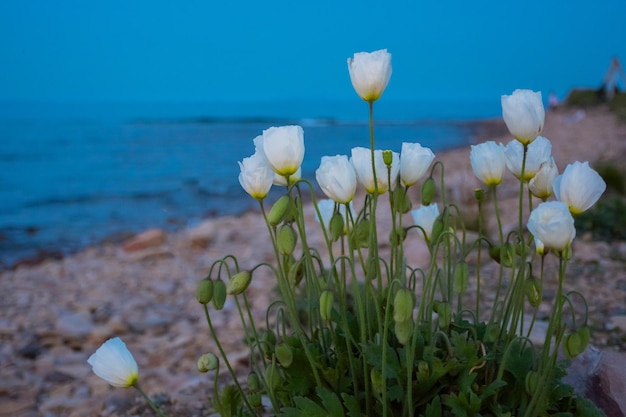 White poppies bloom in the summer on the seashore
