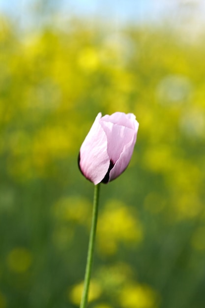 White poppy close up in field Summer flowers