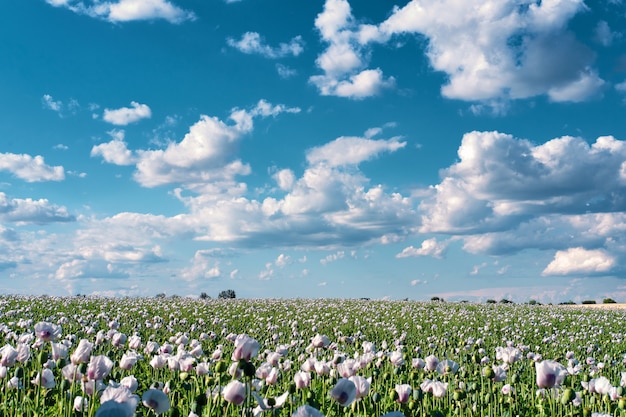 Fiori di papavero bianco sul campo sotto il cielo blu con nuvole