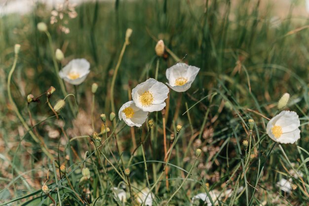 White poppy panorama Poppies bloom in the garden Delicate flower Bright white poppy attracts bees Poppy idyll