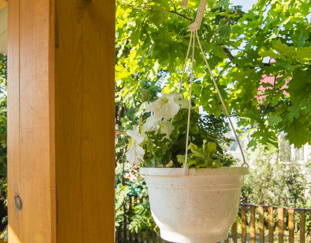 A white pot of planters with white petunia hangs on the outdoor veranda against the background of trees on a sunny summer day.