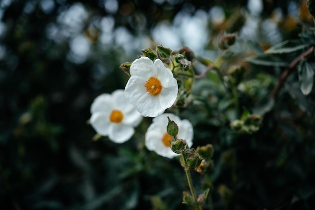 이탈리아 정원에 검은 벌레가 있는 흰색 포텐틸라 애보츠우드 꽃