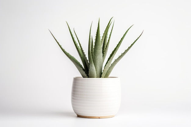 A white potted aloe vera plant