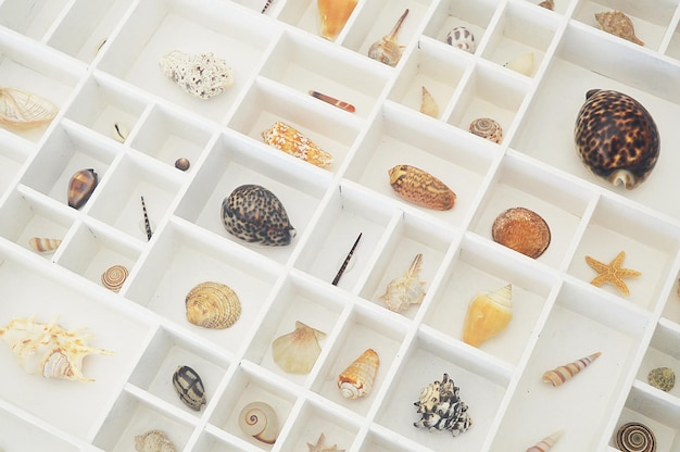 White printer's tray with seashells