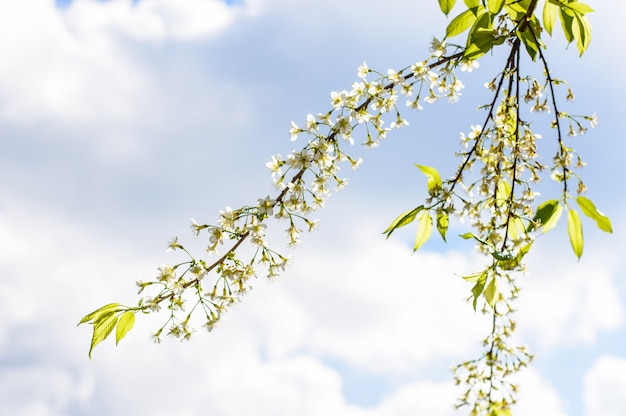 Prunus cerasoides bianco