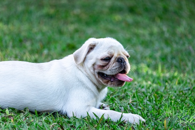 草の上に休んで横たわっている白いパグ犬。