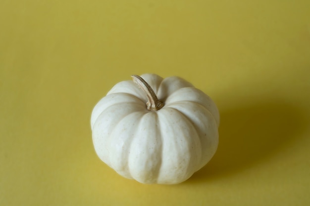 White pumpkin isolated in yellow background, copy space, autumn concept