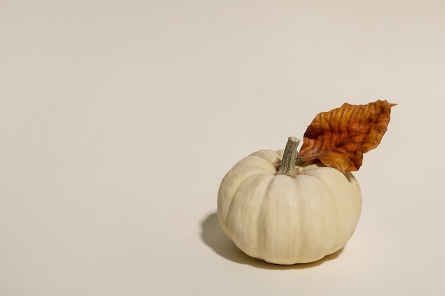 White pumpkin with autumn leaves