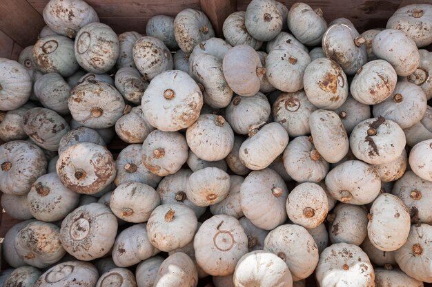 Photo white pumpkins in big wooden box on pumpkin farm