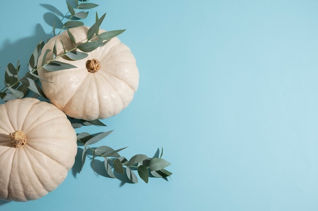 White pumpkins and blue background top view