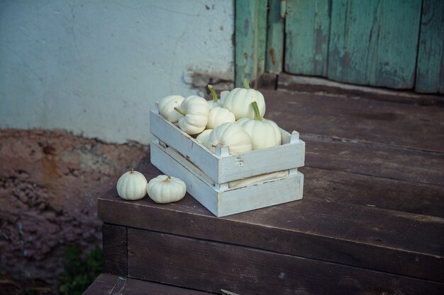 White pumpkins in a box