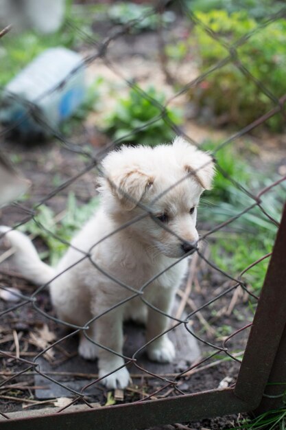 ネットの後ろの草の上の白い子犬