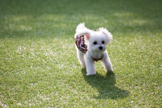 Foto cucciolo bianco sull'erba