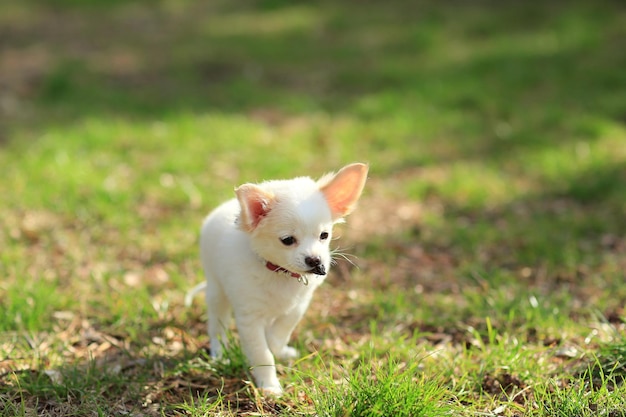 白い子犬は緑の草の上を歩きます