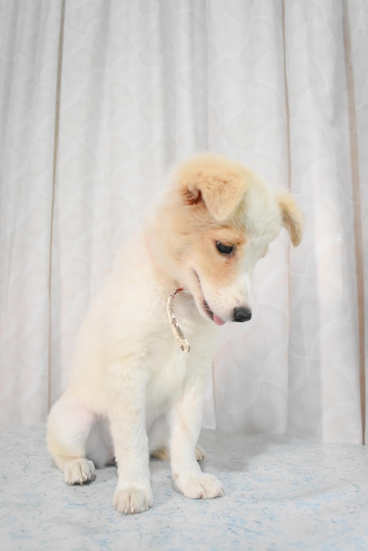 Photo 白い子犬