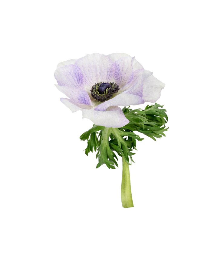 White and purple anemome with black center and green leafs isoated on white background