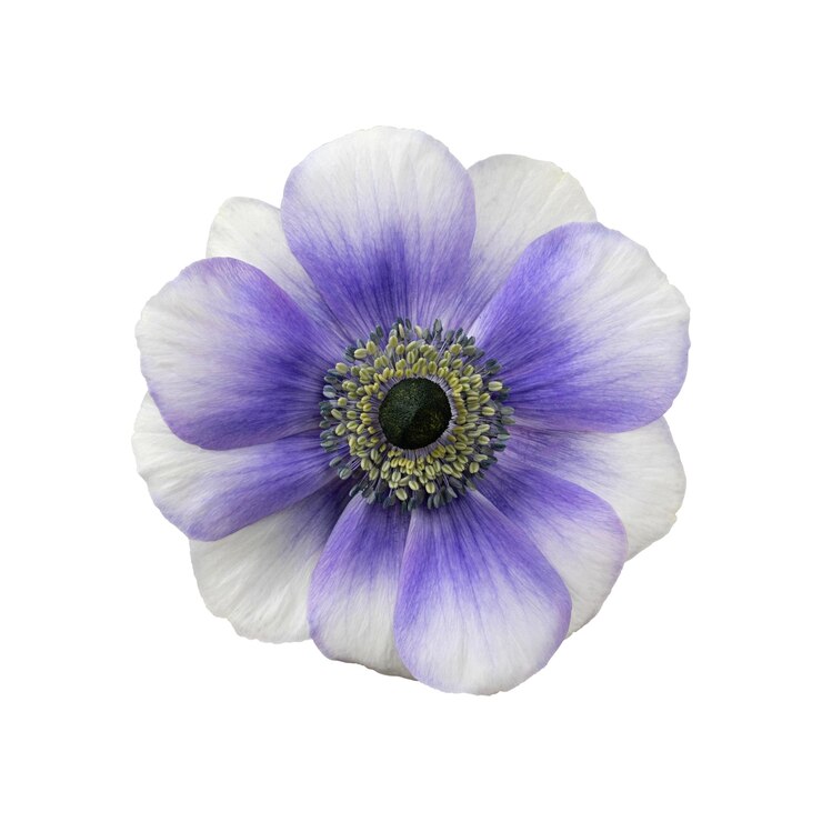 White and purple anemone flower head isolated white background