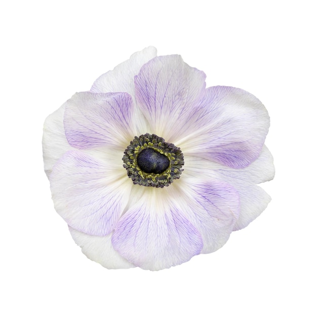 Белая и фиолетовая головка цветка анемона на белом фоне