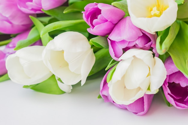 White and purple blooming tulips