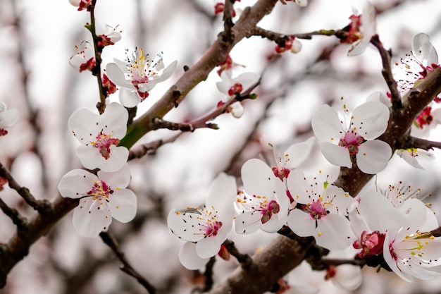 白と紫の桜のクローズアップショット