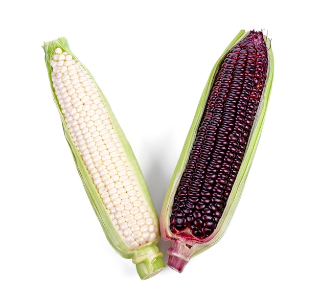 White and purple corn isolated on white background. Top view