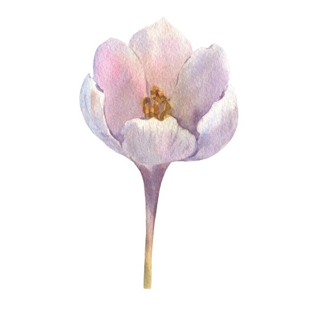 白と紫のクロカスの花は水彩で描かれています 白の春の花のクリップアートです