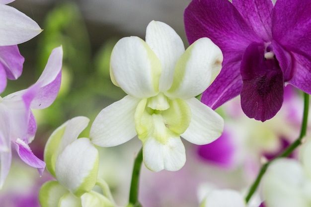 white and purple dendrobium orchids