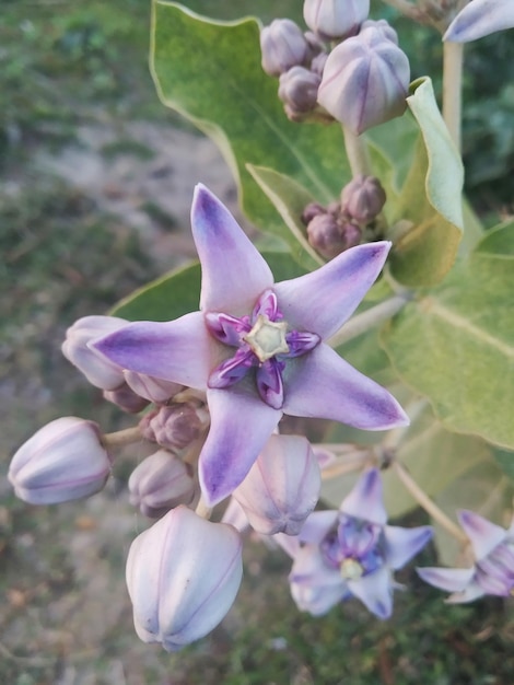 緑の葉と白と紫の花