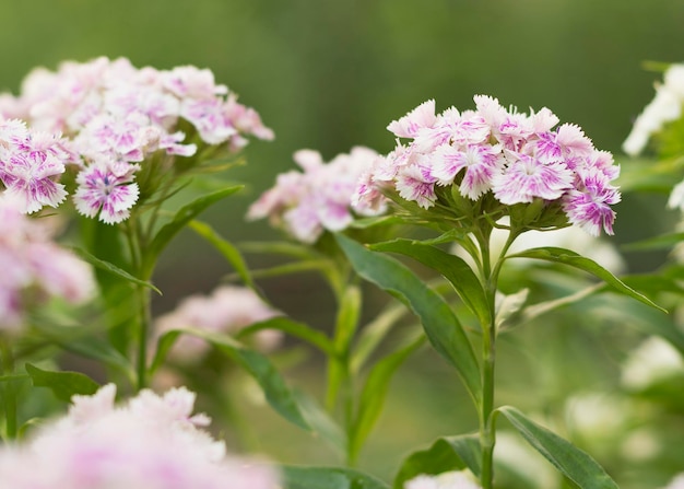 Фото Бело-фиолетовые цветки dianthus barbatus