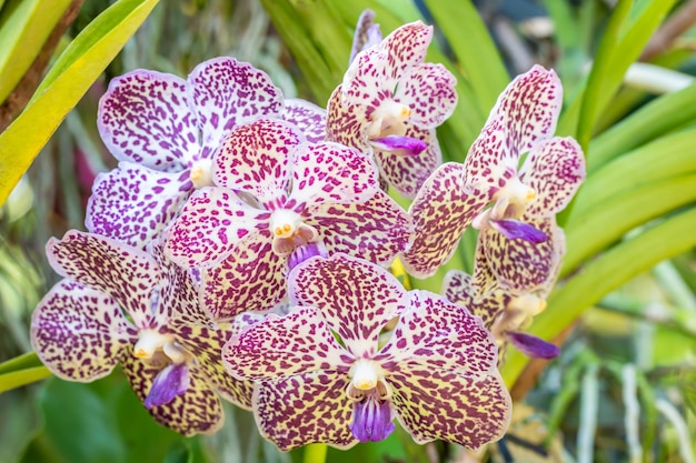 흰색과 보라색 난초, Vanda.