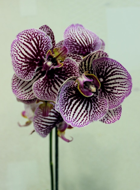 White And Purple Striped Orchid Flowers With Yellow Stamens On A Stem Vertical Stock Photo 
