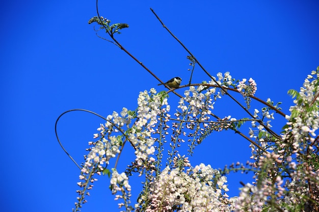 青い空を背景に白紫の藤の花、豆の木、紫のつるとシジュウカラ鳥