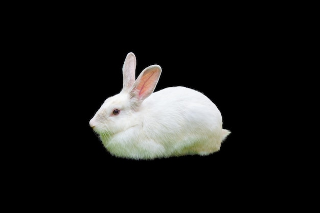 White rabbit close up with black background isolate