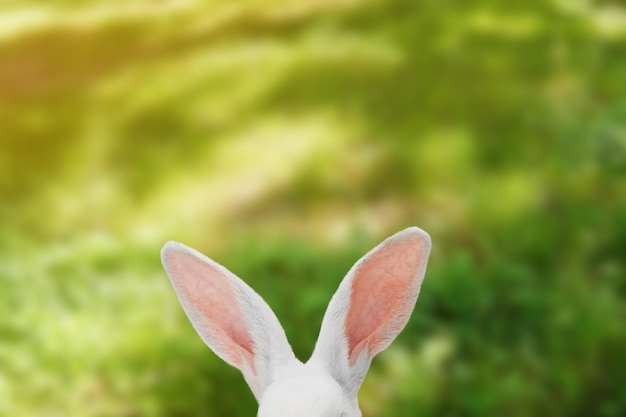 緑の日当たりの良い芝生の牧草地に白いウサギの耳