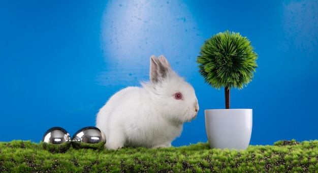 white rabbit and easter eggs on the grass