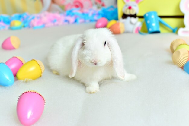 White rabbit in easter setting.