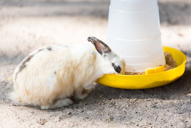 White rabbit eating food from feeder.