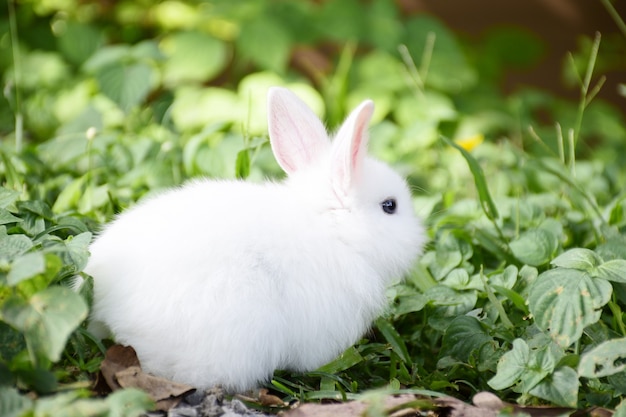 White rabbit eating grass on green fields in the morning