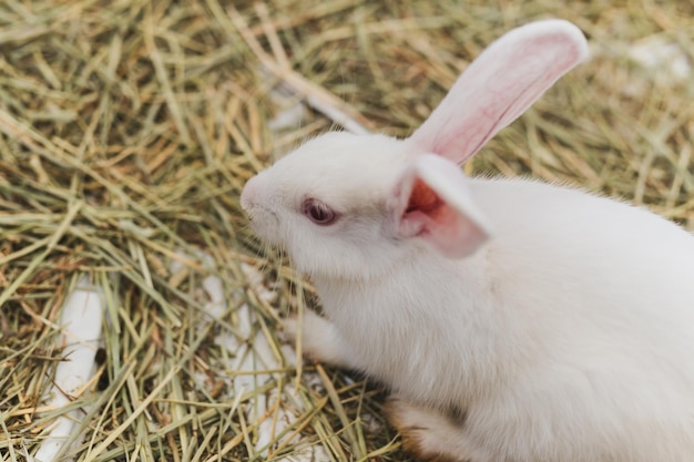 White rabbit eating straw in the cage in a case