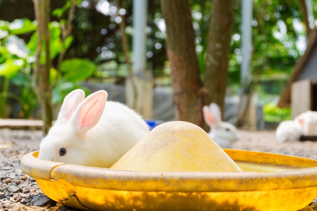 White rabbit eatting food. concept of animal.