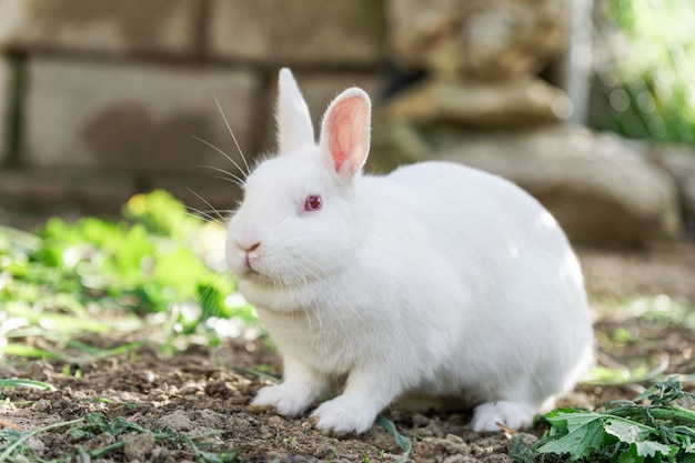 Photo white rabbit on a farm