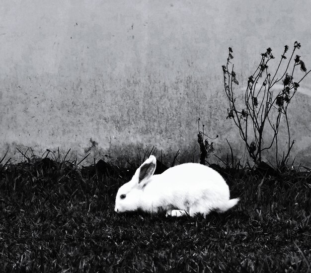 Photo white rabbit in a field