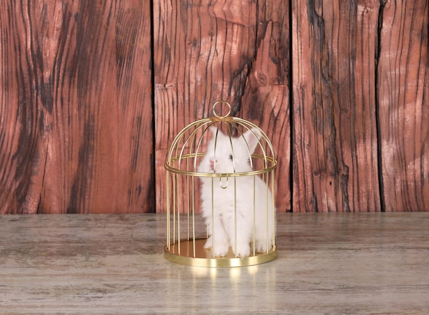 white rabbit in a golden cage